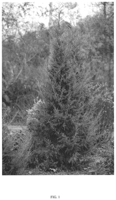 Figure 1 of US plant patent PP33287, the photograph of FARROWJVBF printed in the patent.