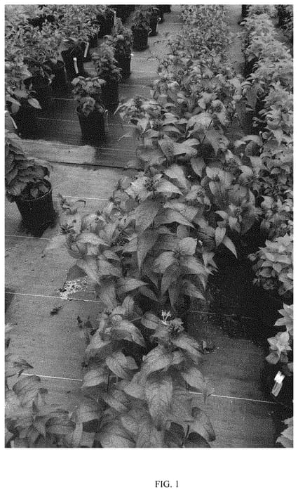 Figure 1 of US plant patent PP33288, the photograph of SMDCS printed in the patent.
