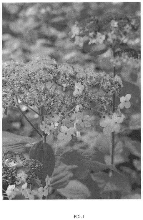 Figure 1 of US plant patent PP33289, the photograph of SMHALP printed in the patent.