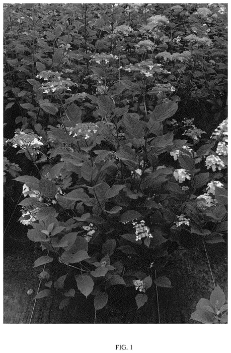 Figure 1 of US plant patent PP33290, the photograph of SMNHRLL printed in the patent.