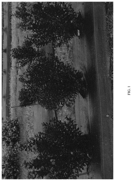 Figure 1 of US plant patent PP33291, the photograph of SMNLIG printed in the patent.