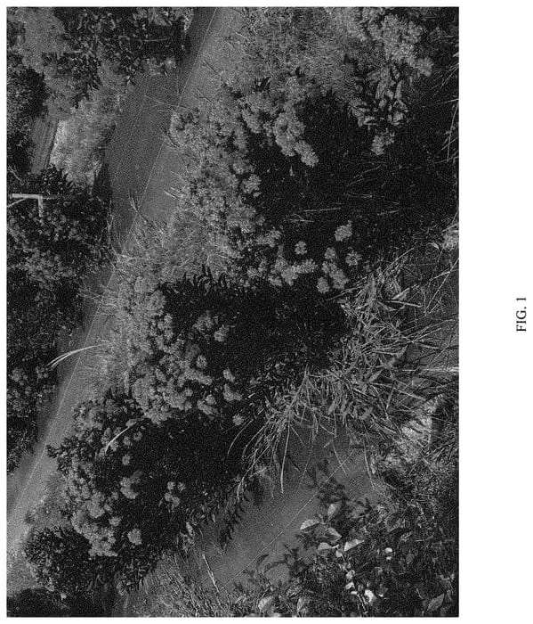 Figure 1 of US plant patent PP33292, the photograph of SMNLIJ printed in the patent.