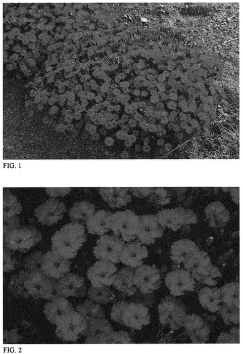 Figure 1 of US plant patent PP33293, the photograph of Paint the Town Red printed in the patent.