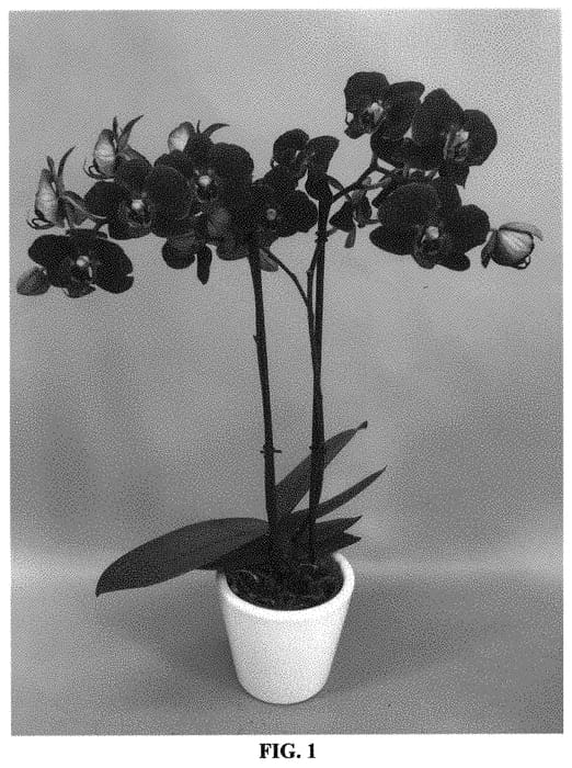 Figure 1 of US plant patent PP33294, the photograph of PHALIPZYL printed in the patent.