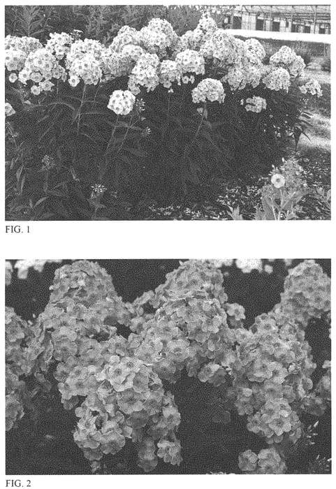 Figure 1 of US plant patent PP33295, the photograph of Opalescence printed in the patent.