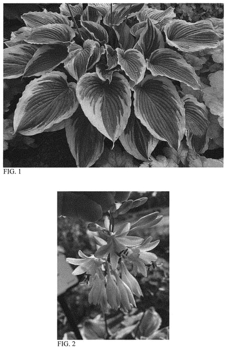 Figure 1 of US plant patent PP33296, the photograph of Trendsetter printed in the patent.