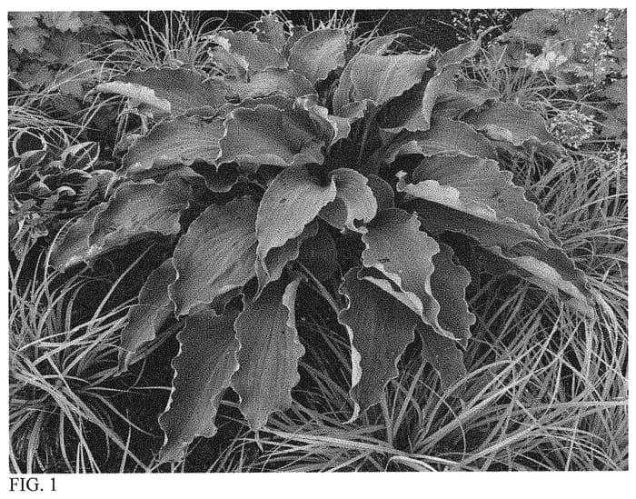 Figure 1 of US plant patent PP33297, the photograph of Tears in Heaven printed in the patent.
