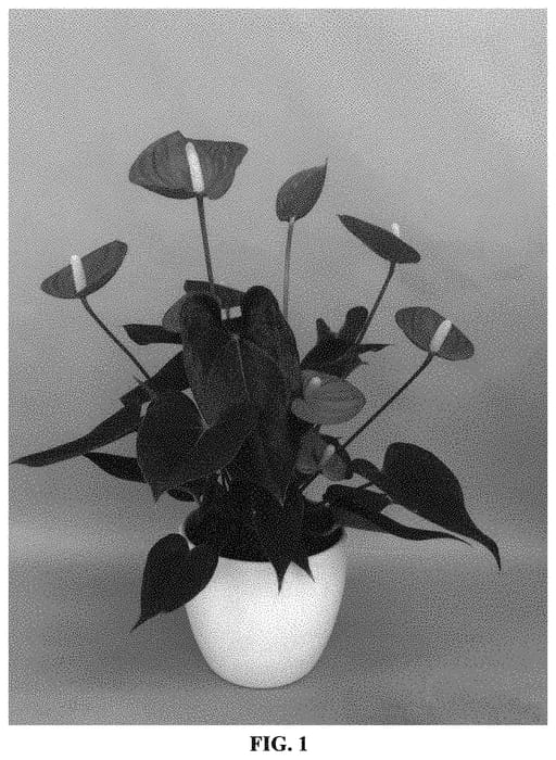Figure 1 of US plant patent PP33298, the photograph of ANTHGERXAM printed in the patent.