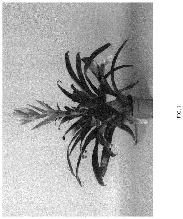 Figure 1 of US plant patent PP33299, the photograph of Ziva printed in the patent.