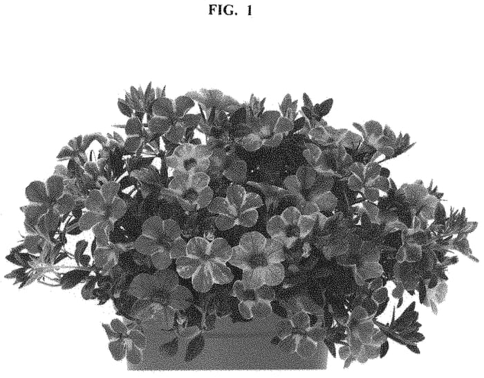 Figure 1 of US plant patent PP33300, the photograph of Docalalnaca printed in the patent.