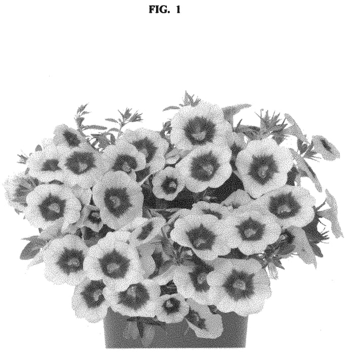 Figure 1 of US plant patent PP33301, the photograph of Docalalnatipi printed in the patent.