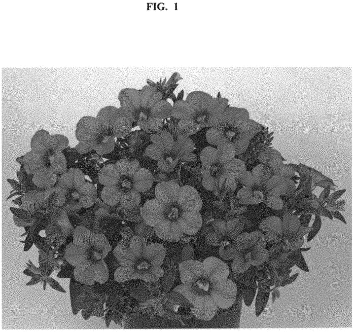 Figure 1 of US plant patent PP33302, the photograph of Docalblotipi printed in the patent.
