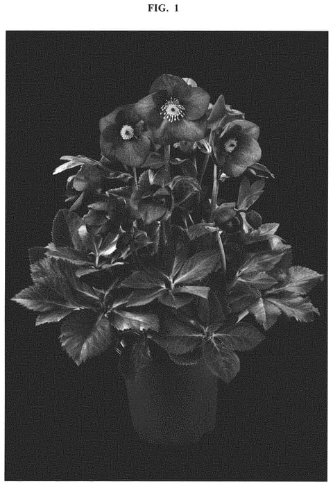 Figure 1 of US plant patent PP33303, the photograph of COSEH 8100 printed in the patent.