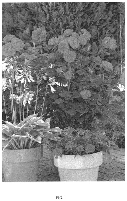 Figure 1 of US plant patent PP33304, the photograph of Noa16079 printed in the patent.