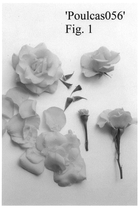 Figure 1 of US plant patent PP33305, the photograph of Poulcas056 printed in the patent.