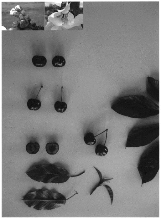 Figure 1 of US plant patent PP33306, the photograph of Jonred IV printed in the patent.