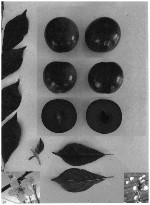 Figure 1 of US plant patent PP33307, the photograph of PLUMRED XIII printed in the patent.