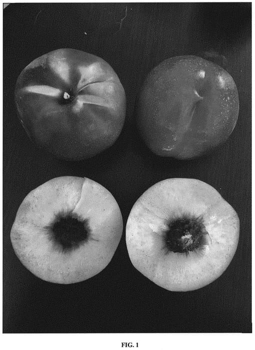 Figure 1 of US plant patent PP33308, the photograph of Wanectfour printed in the patent.