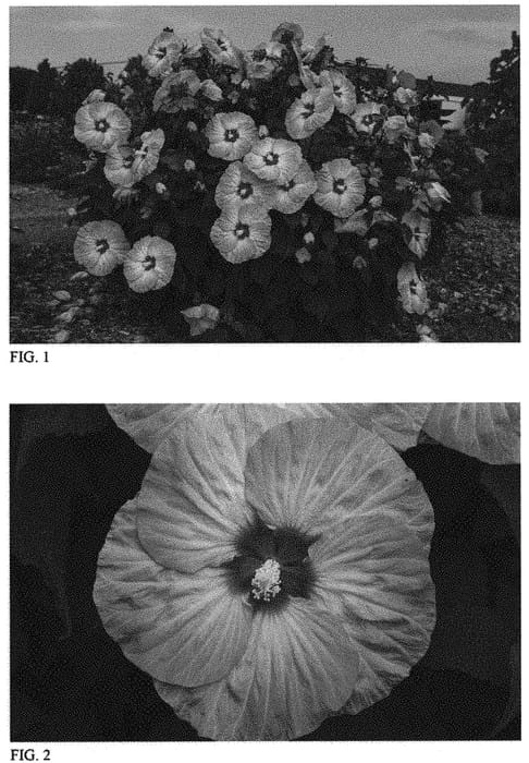 Figure 1 of US plant patent PP33309, the photograph of Spinderella printed in the patent.