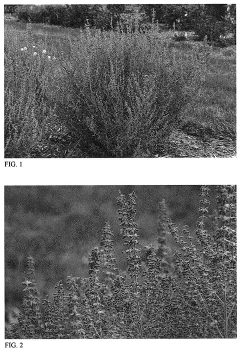 Figure 1 of US plant patent PP33310, the photograph of Sage Advice printed in the patent.
