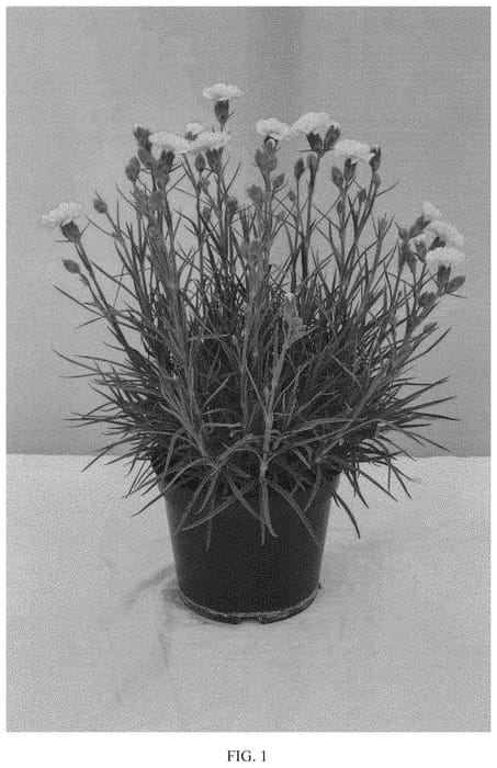 Figure 1 of US plant patent PP33311, the photograph of WP19 VAL01 printed in the patent.
