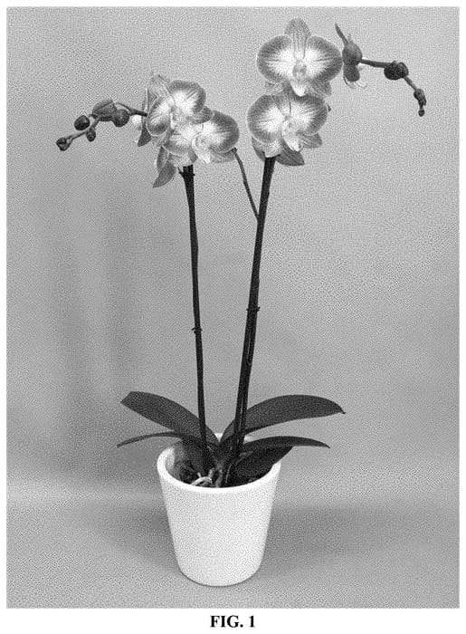 Figure 1 of US plant patent PP33312, the photograph of PHALIPUE printed in the patent.