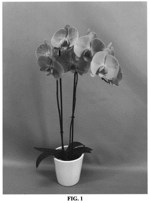 Figure 1 of US plant patent PP33313, the photograph of PHALHAKAK printed in the patent.