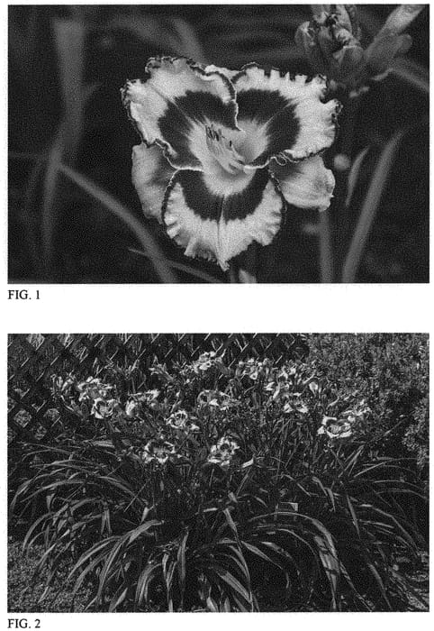 Figure 1 of US plant patent PP33314, the photograph of Sound of My Heart printed in the patent.