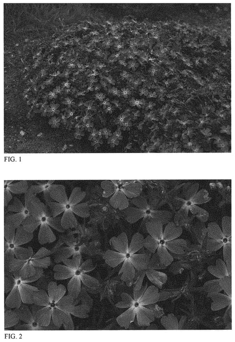 Figure 1 of US plant patent PP33315, the photograph of Rose Quartz printed in the patent.
