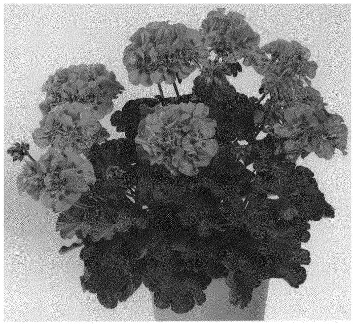 Figure 1 of US plant patent PP33316, the photograph of Pactiopispl printed in the patent.
