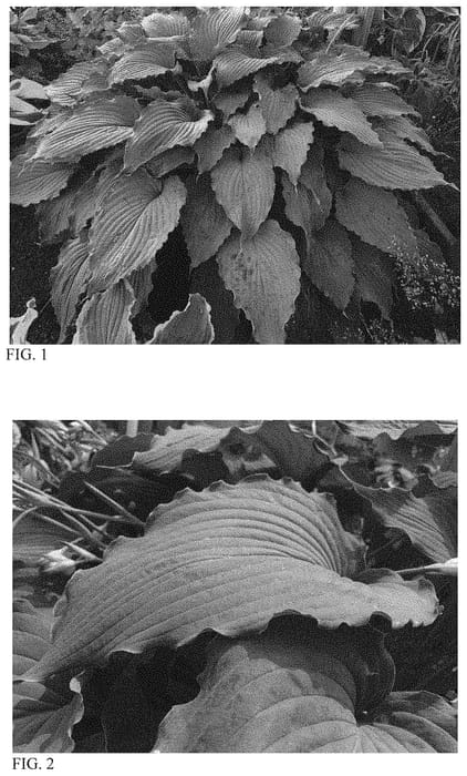 Figure 1 of US plant patent PP33317, the photograph of Wind Beneath My Wings printed in the patent.
