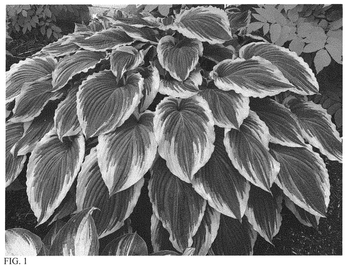 Figure 1 of US plant patent PP33318, the photograph of Drop-dead Gorgeous printed in the patent.