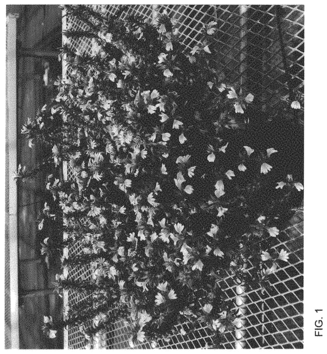 Figure 1 of US plant patent PP33319, the photograph of Bonsca 165 printed in the patent.