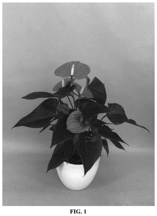 Figure 1 of US plant patent PP33320, the photograph of ANTHGOTELI printed in the patent.