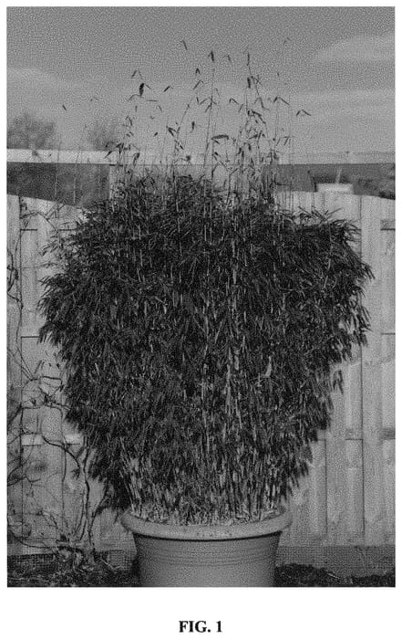Figure 1 of US plant patent PP33321, the photograph of JAN W2M printed in the patent.