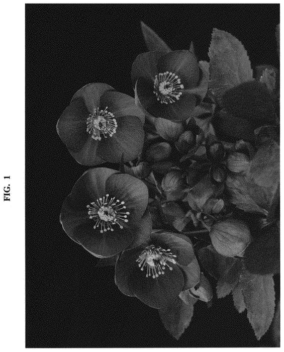 Figure 1 of US plant patent PP33322, the photograph of COSEH 6100 printed in the patent.