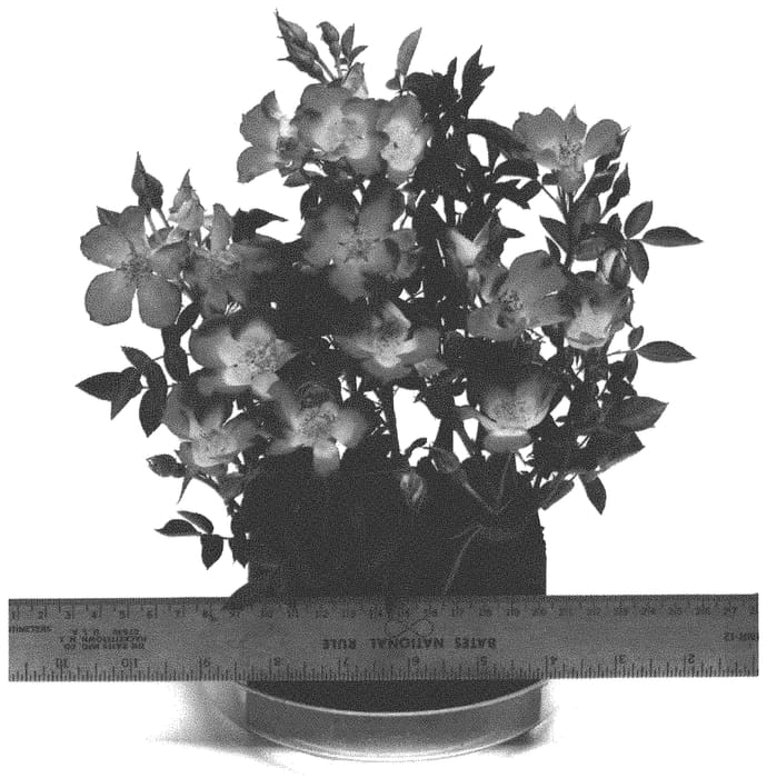 Figure 1 of US plant patent PP33323, the photograph of WEKrahatjacor printed in the patent.