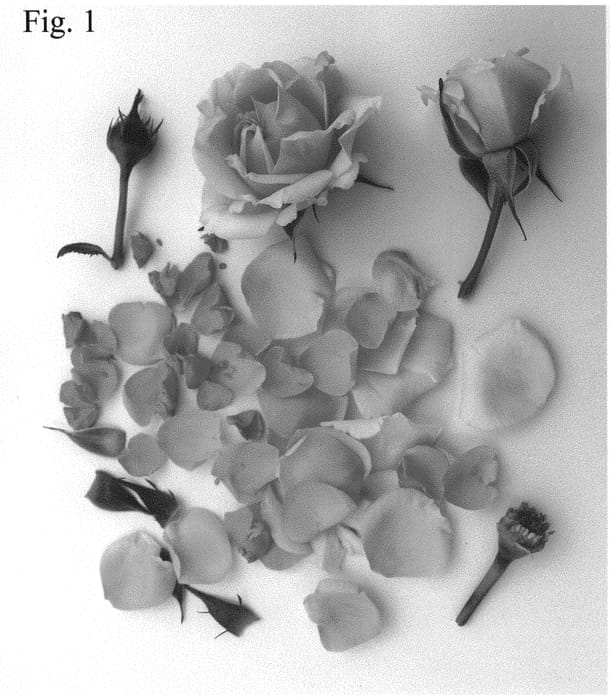 Figure 1 of US plant patent PP33324, the photograph of Poulpar124 printed in the patent.