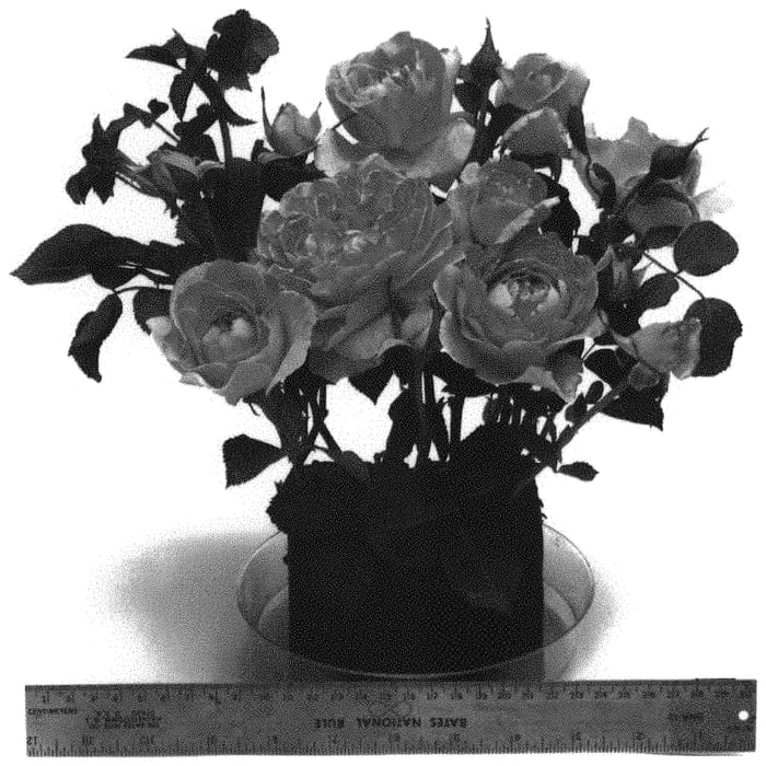 Figure 1 of US plant patent PP33325, the photograph of WEKpupmobalip printed in the patent.