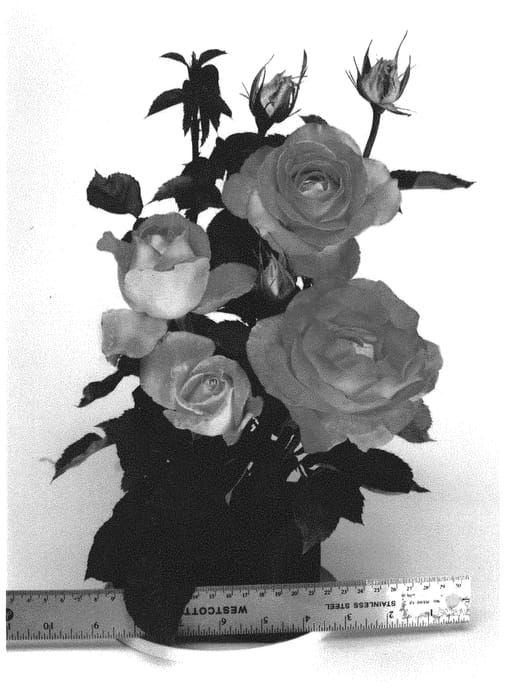 Figure 1 of US plant patent PP33326, the photograph of WEKmostadabre printed in the patent.