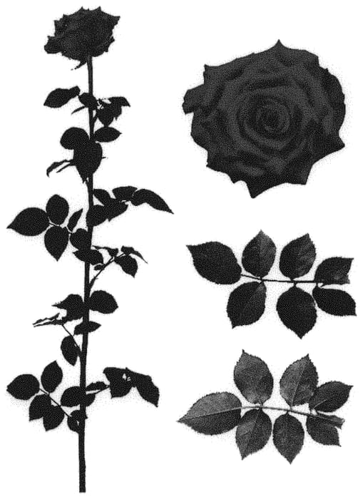 Figure 1 of US plant patent PP33327, the photograph of ESM R325 printed in the patent.