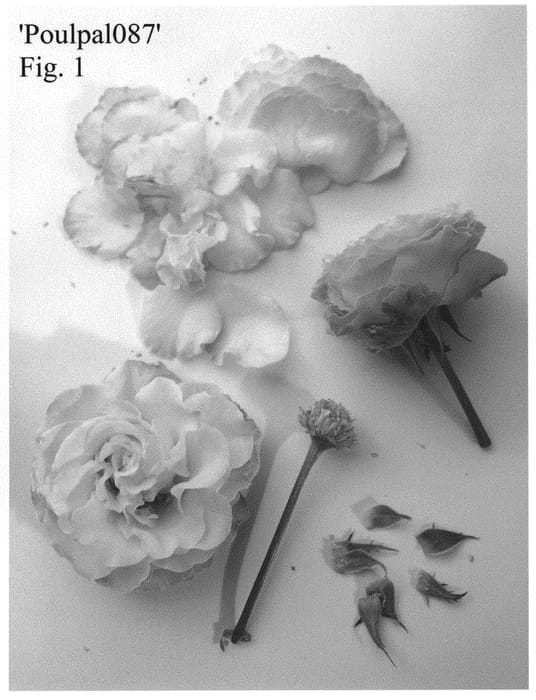 Figure 1 of US plant patent PP33328, the photograph of Poulpal087 printed in the patent.