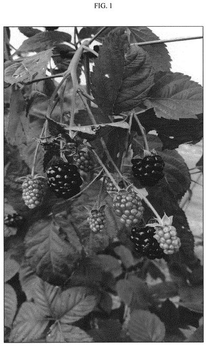 Figure 1 of US plant patent PP33329, the photograph of APF-238T printed in the patent.