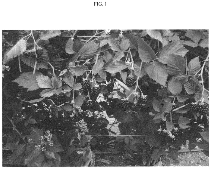 Figure 1 of US plant patent PP33330, the photograph of Ponca printed in the patent.