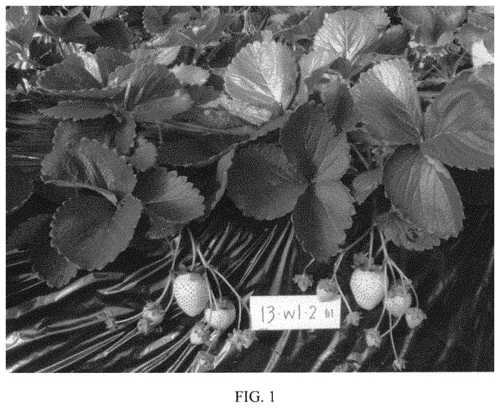 Figure 1 of US plant patent PP33331, the photograph of Tochigi iW1 Go printed in the patent.
