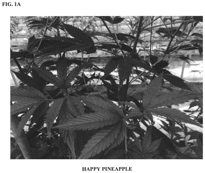 Figure 1 of US plant patent PP33332, the photograph of HAPPY PINEAPPLE printed in the patent.