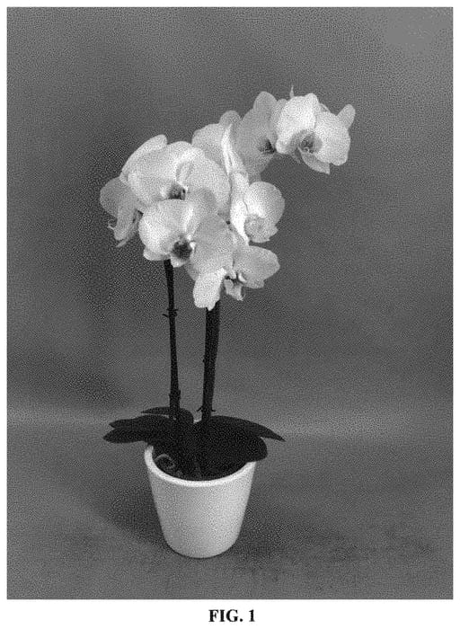 Figure 1 of US plant patent PP33333, the photograph of PHALIPVLA printed in the patent.
