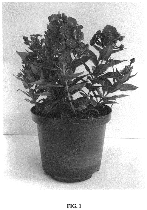 Figure 1 of US plant patent PP33334, the photograph of Verschercru printed in the patent.