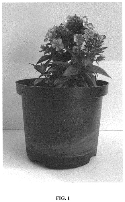 Figure 1 of US plant patent PP33335, the photograph of Versluck printed in the patent.