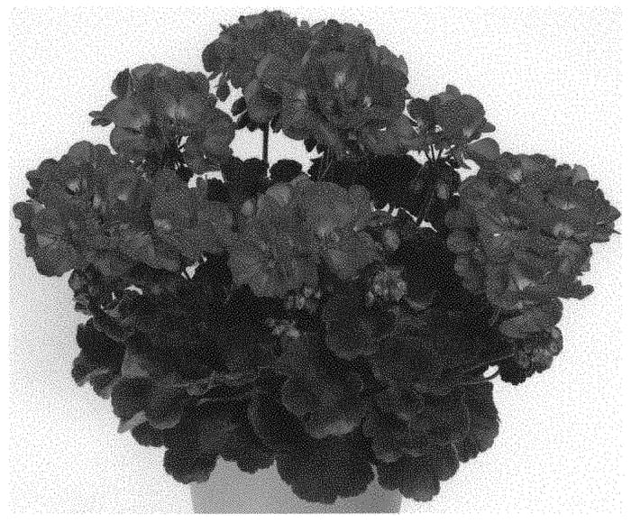 Figure 1 of US plant patent PP33336, the photograph of Pactiovio printed in the patent.